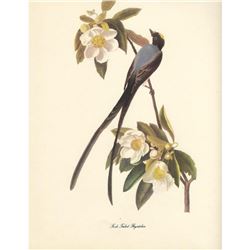 c1950 Audubon Print, Fork-Tailed Flycatcher