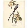Image 1 : c1950 Audubon Print, Fork-Tailed Flycatcher
