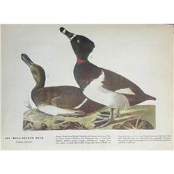 c1946 Audubon Print, #294 Ring-Necked Duck