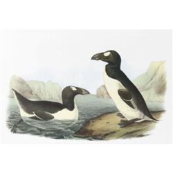 c1946 Audubon Print, # 341 Great Auk