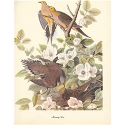 1950 Audubon Print, Mourning Dove