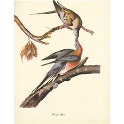 c1950 Audubon Print, Passenger Pigeon