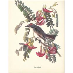 c1950 Audubon Print, Gray Kingbird