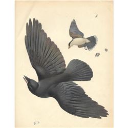 1950 Menaboni Bird Print, Eastern Kingbird