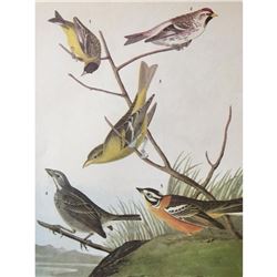 c1946 Audubon Print, #400 Finches and Tanager