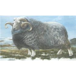 Barry L. Driscoll (British, 1926 - ) Herdwick Ram