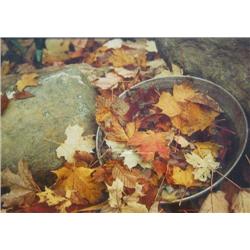 B. Johnson Leaves; Leaves in a Bucket