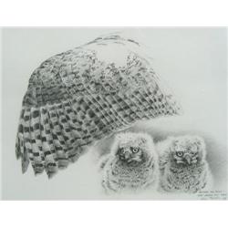 Steve McNorton Feathers & Fuzz