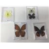 Image 1 : Lot of Mounted Butterflies