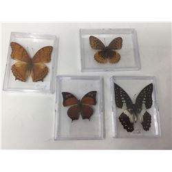 Lot of Mounted Butterflies