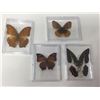 Image 1 : Lot of Mounted Butterflies