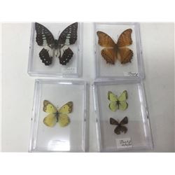 Lot of Mounted Butterflies