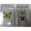 Image 2 : Lot of Mounted Butterflies