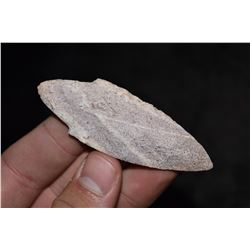 3" Extra Colorful Beavertail, Ex Dr. Nuckles