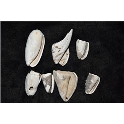 Lot of Anasazi Shell Jingles
