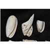 Image 2 : Lot of Anasazi Shell Jingles