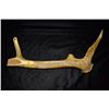Image 2 : 23" 1800s Cribbage Board Elk Antler