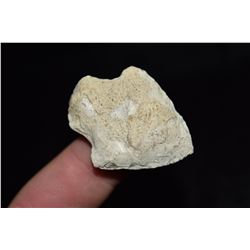 1 5/8" Adena, Florida Ex Jake Barnes