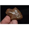 Image 1 : 2" Elora Point, Florida Ex Jake Barnes
