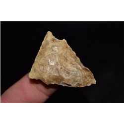 1 5/8" Broad River Point, Florida Ex Jake Barnes