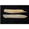 Image 1 : Lot of 2 Bone Tools, 4 1/2" and 3 7/8", Southern