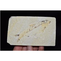 5"x3" Fish Fossil, Green River, Wyoming