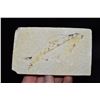 Image 1 : 5"x3" Fish Fossil, Green River, Wyoming