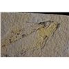 Image 2 : 5"x3" Fish Fossil, Green River, Wyoming