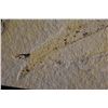 Image 3 : 5"x3" Fish Fossil, Green River, Wyoming