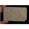 Image 4 : 5"x3" Fish Fossil, Green River, Wyoming