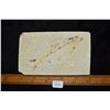 Image 5 : 5"x3" Fish Fossil, Green River, Wyoming