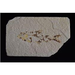 4 5/8"x3" Fish Fossil, Green River Wyoming