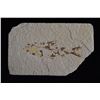 Image 1 : 4 5/8"x3" Fish Fossil, Green River Wyoming