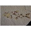 Image 2 : 4 5/8"x3" Fish Fossil, Green River Wyoming