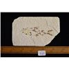 Image 3 : 4 5/8"x3" Fish Fossil, Green River Wyoming