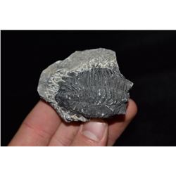 2 1/2" Trilobite Fossil, Morocco