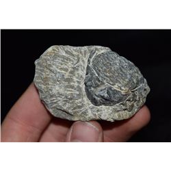 2 1/2" Trilobite Fossil, Morocco