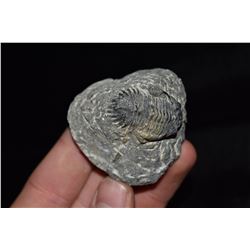 2 1/8" Trilobite Fossil, Morocco