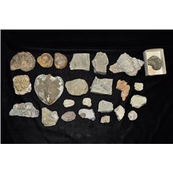 Box of Mixture of Fossils & Rocks
