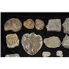 Image 2 : Box of Mixture of Fossils & Rocks