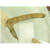 Image 2 : Plains Elk Bone Hide Scraper