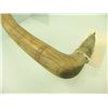 Image 3 : Plains Elk Bone Hide Scraper