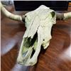 Image 2 : STEER SKULL W/ HORNS AND TEETH - AUTHENTIC