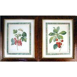 TWO POLYCHROME PRINTS Depicting fruits, copied after P.J. Redoute engravings, each framed, each 10 1