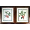 Image 1 : TWO POLYCHROME PRINTS Depicting fruits, copied after P.J. Redoute engravings, each framed, each 10 1