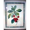 Image 2 : TWO POLYCHROME PRINTS Depicting fruits, copied after P.J. Redoute engravings, each framed, each 10 1