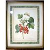 Image 4 : TWO POLYCHROME PRINTS Depicting fruits, copied after P.J. Redoute engravings, each framed, each 10 1