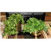 Image 1 : LOT OF 2 BRASS PLANTERS WITH ARTIFICIAL PLANTS