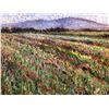 Image 2 : Samir Sammoun Field of Flowers