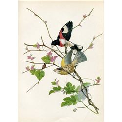 1950 Menaboni Print, Rose-breasted Grosbeak